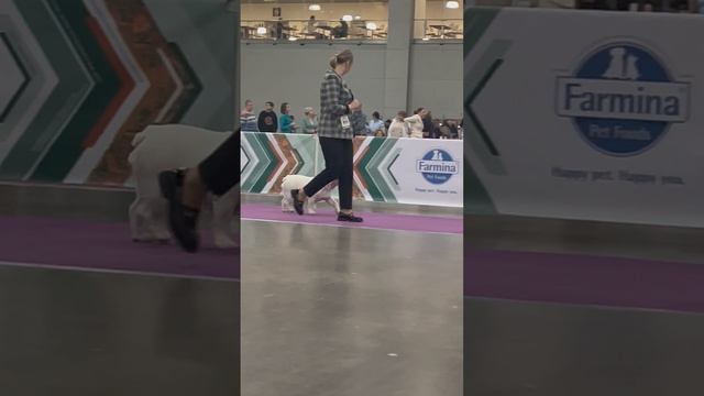 15.11.2025 г Москва. ЕВРАЗИЯ.Кубок Президента РКФ 2025 + Specialty. Судья Fabian Daza Almendrales смотреть онлайн