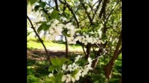 Прекрасные цветы и мелодия дудука. Люблю слушать дудук.mp4