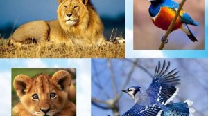 Занятие 3. Птицы.