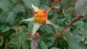 13=11=2025  уни  ПВН  (66)