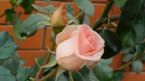 13=11=2025  уни  ПВН  (90)