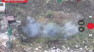 Украинская свинья (буквально) спасла жизнь нашим военным, показав где минное поле.