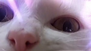 Обед кошачий