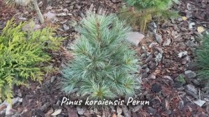 Pinus koraiensis Perun