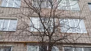 Снегири на яблоне у дома сестры.