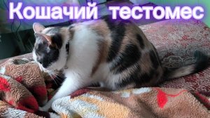 Кошачий тестомес 😺