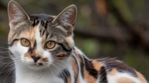 ПОРОДА КОШЕК : Разнообразие