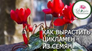 КАК ВЫРАСТИТЬ ЦИКЛАМЕН ИЗ СЕМЯН