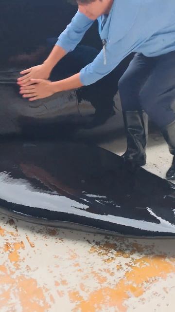 Касатка, интеллект как у человека