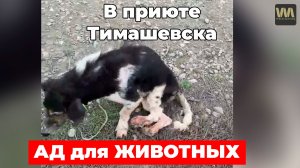 АД для животных! Баба Люба и её приют в Тимашевске - все подробности