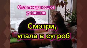 КОШКИ С ОЗВУЧКОЙ.