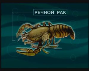 Сколько пар челюстей у представителей семейства Речные раки (Freshwater crayfishes) — Astacidae ?