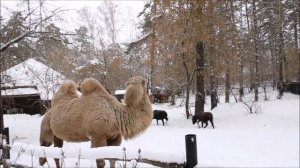 Верблюдица Рози хотела лизнуть пони, но она на неё гавкнула, позже и Рози на пони зашипела 13.11.25