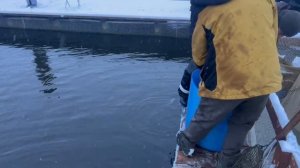 15.11.25. Утреннее зарыбление VIP зоны форелью.