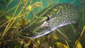 Щука в ноябре на спиннинг. Щурята атакуют как шальные...