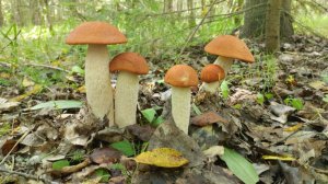 Гимн грибника СССР (Грибная электричка)