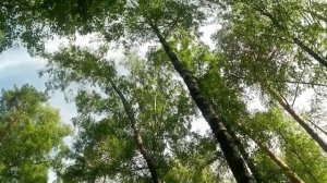 баллада о лесе