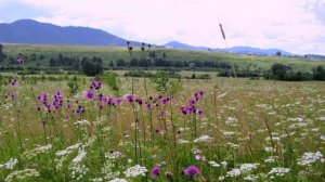 🎼. Gheorghe Zamfir – «Nadjenka»