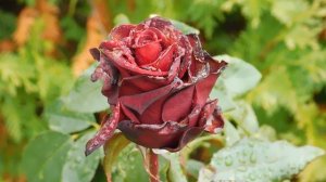 14=11=2025  ник  ПВН   наб   (73)