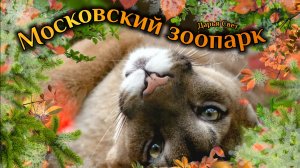 Пума, или горный лев. Пума Габриэль. Котики такие котики. Московский зоопарк. Осень 2025
