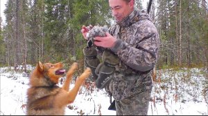 ЭТО НУЖНО ВИДЕТЬ / КАК ТАКОЕ ВОЗМОЖНО? / ПОДВЕЛИ ПАТРОНЫ / ОХОТА НА ГЛУХАРЯ С МОЛОДОЙ СОБАКОЙ.