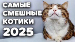 Самые смешные котики 2025