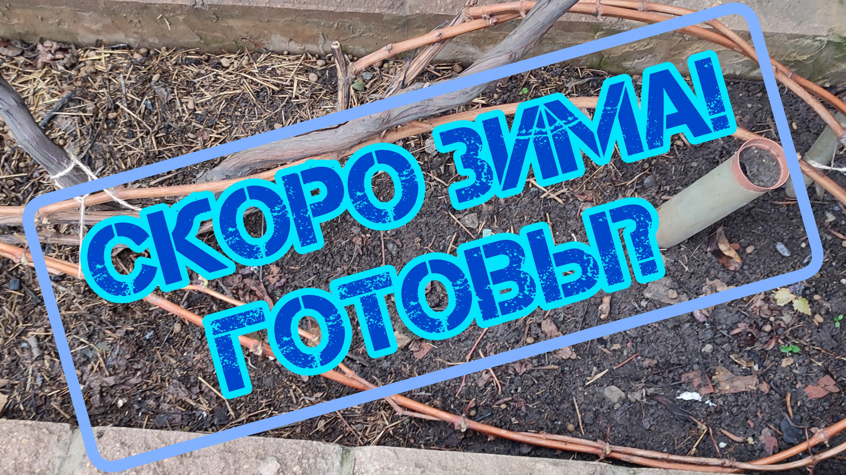 Подготовка виноградника к зимнему укрытию