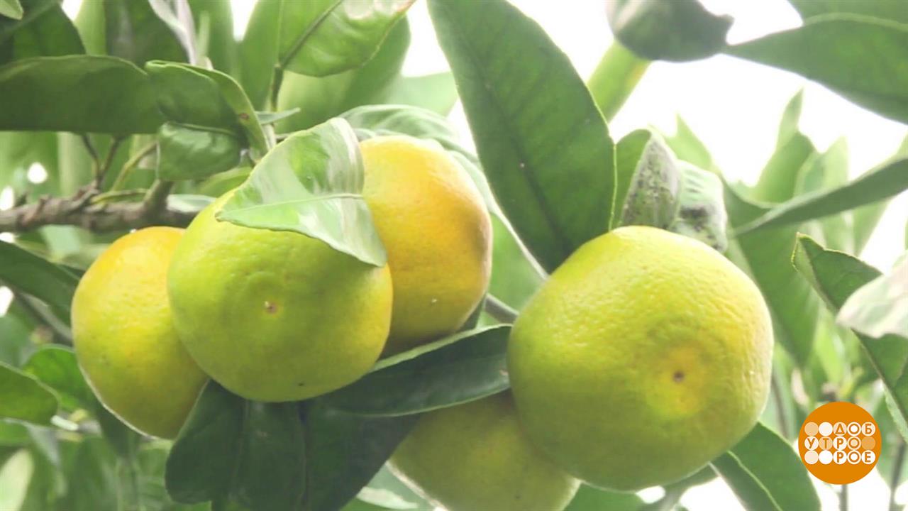 Мандарины поспели. Скоро Новый год! Доброе утро. Суббота. Фрагмент выпуска от 15.11.2025