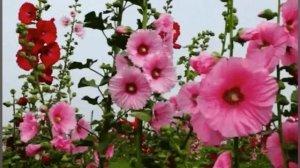 "Исчезли солнечные дни"