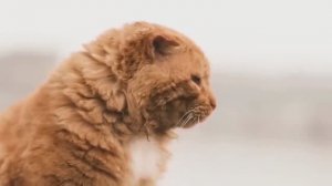 Рыжий кот домой явился