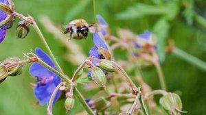 Макросъёмка