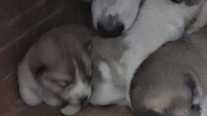 Утренняя подкормка Чезы