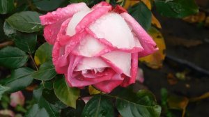 13=11=2025  уни  ПВН  (57)