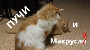 Пучи бъётся за коробку!