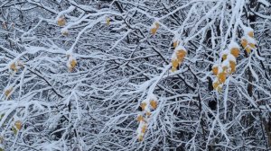 Первый снег — это как новая страница.