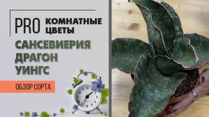 Сансевиерия Драгон Уингс. Обзор сорта. Неприхотливое и простое в уходе комнатное растение.