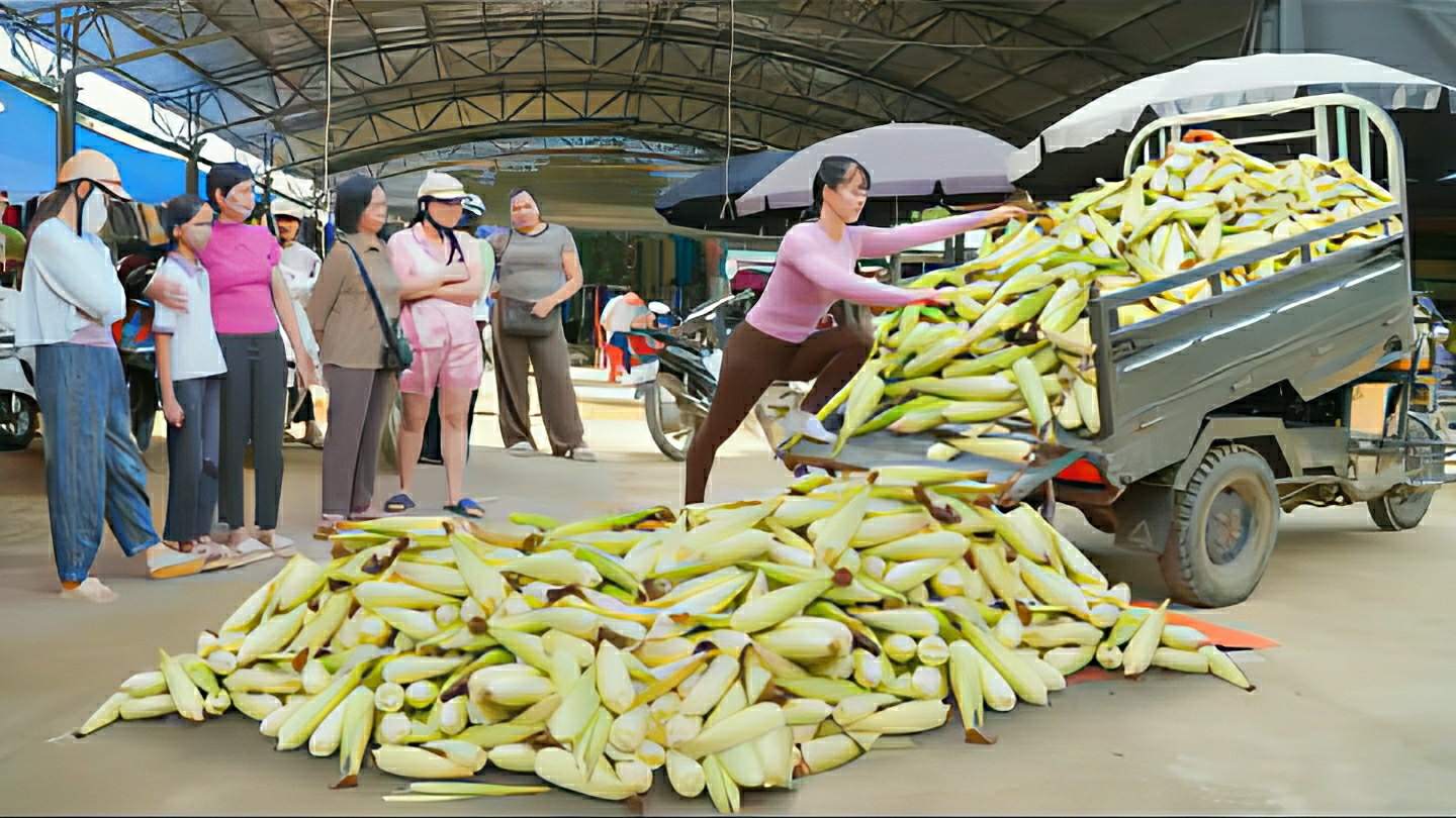 Собираю свежие клейкие початки кукурузы, и везу на грузовике на рынок продавать. Жизнь во Вьетнаме