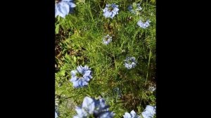 утро цветы, птички, Абхазия)