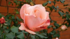 13=11=2025  уни  ПВН  (94)