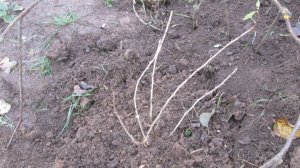 Посадка крыжовника