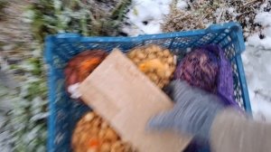 сажаю лук под зиму...