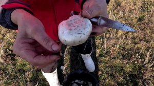 Грибы в ноябре 2025