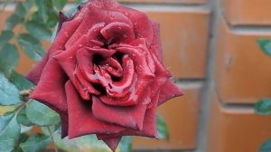 13=11=2025  уни  ПВН  (60)