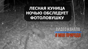 Лесная куница обследует фотоловушку