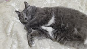 Кто долго спит — тому трудно проснуться, а кто просыпается — тому трудно вставать #русскаяпоговорка