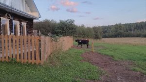 Два старых дома в деревне | Привезли всю семью в деревню | Летняя кухня и баня в деревне | Наш быт