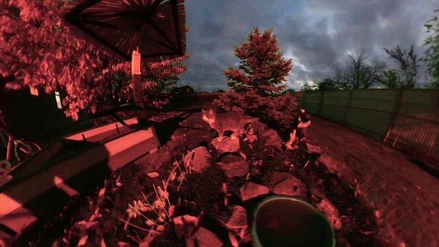 Кот без забот. Кажется он что-то сделал