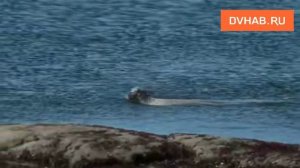 Фильм про фрегат «Паллада» сняли хабаровские кинематографисты