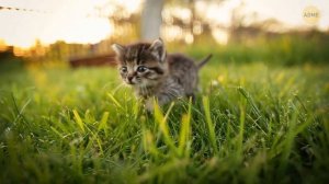 Инженеры создали велосипед с гусеничными колесами - и он едет очень плавно