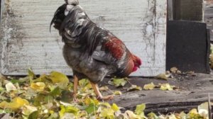 Живность Самсоновская